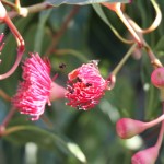 pink-flowering-gum-with-australian-sugarbag-bees